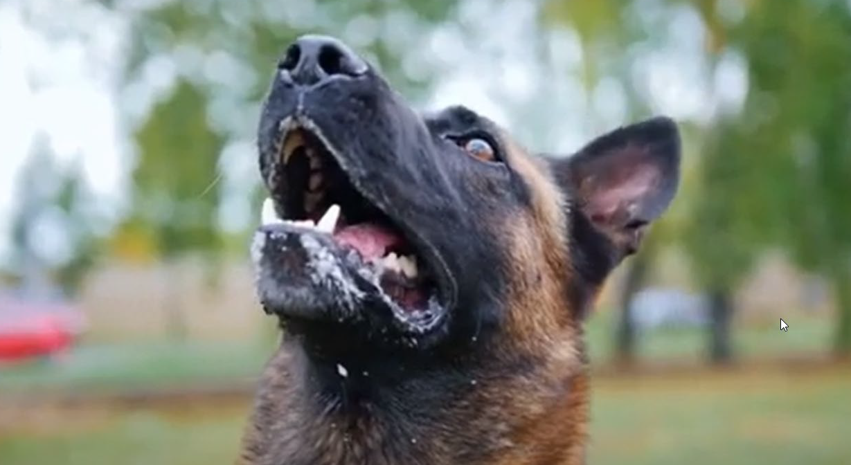 20 Dog Breeds With The Strongest Bites! Worthy Woof